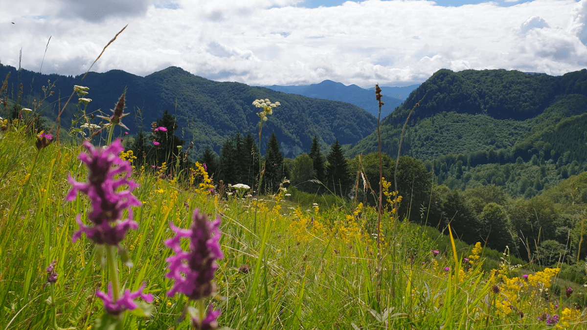 Tracking bears and wolves: Visiting Carpathians as precursor to ranger training