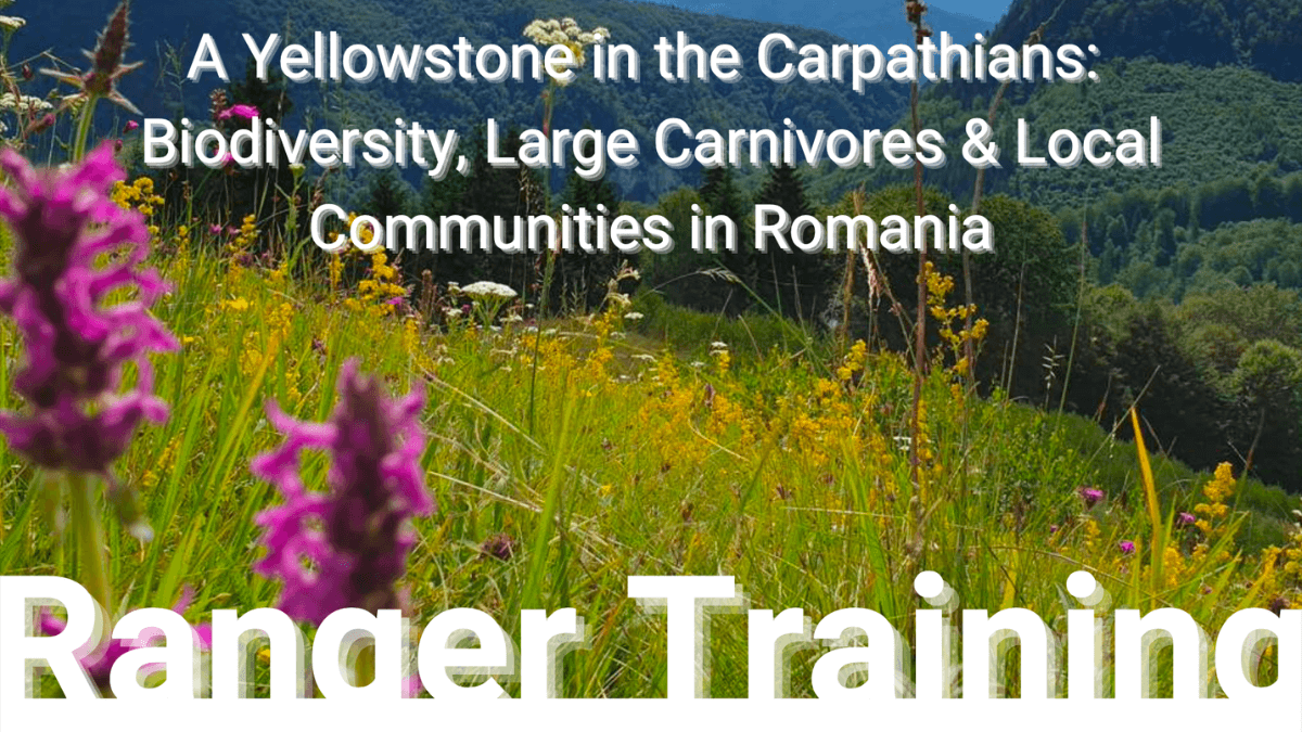 Info flyer on large carnivore training in Romania – pre-register now