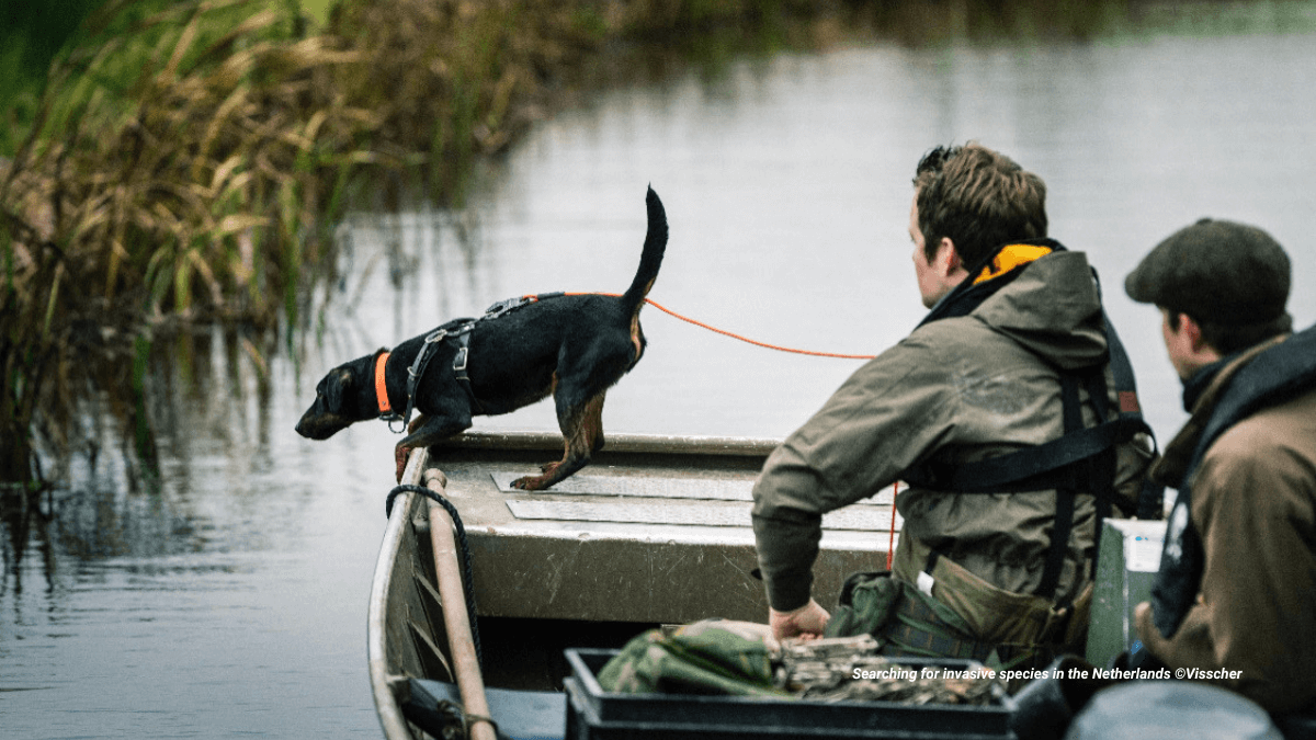 Coming soon: Online Training Dogs for Conservation