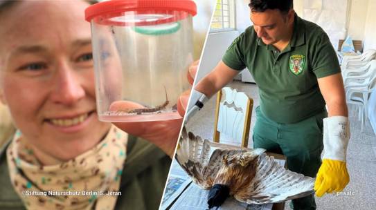 Two Rangers, two Projects: urban rangering and fighting wildlife crime